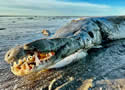 alligatorgarbeached