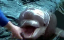 babydolphintalk