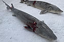 deadsturgeon