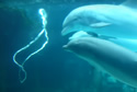 dolphinrings