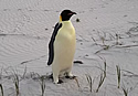 emperorpenguin