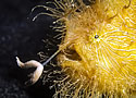 frogfish