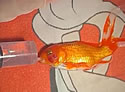 goldFishoperatoin