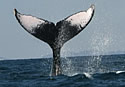 humpwhaletail