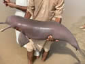 indusdolphin