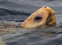 loggerhead