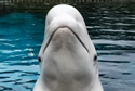 marinelandbeluga