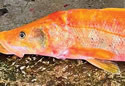 orangefish