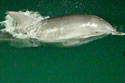 roguedolphin