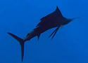 sailfish