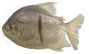 sauronfish
