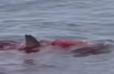 sharkattacknan