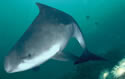 shyporpoise