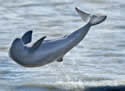spinnerdolphins
