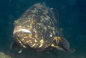 tigergrouper