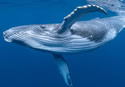 twainwhale