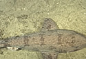 wellshark