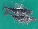 whale-calf