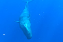 whalescan