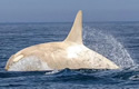 whiteorca