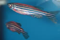 zebrafish