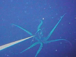 top10 giant squid