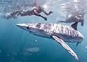diver with deep blue shark